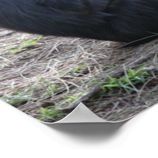 Chimp Chimp Poster (Ecke)