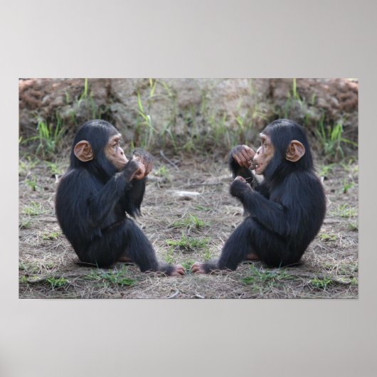 Chimp Chimp Poster (Vorne)