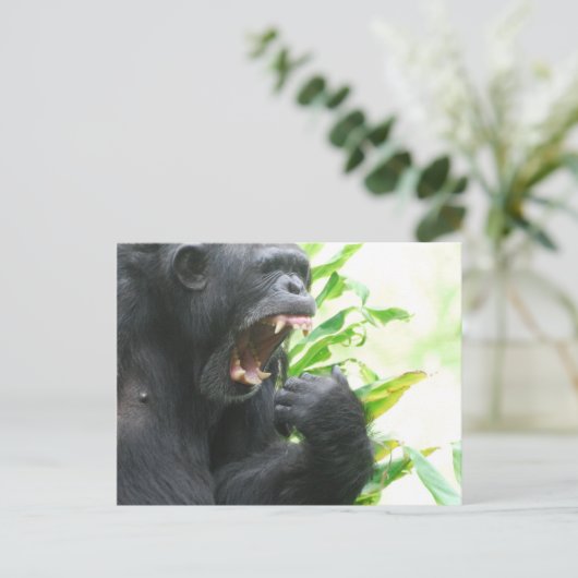 Chimp Fangs Postkarte (Stehend Vorderseite)