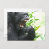Chimp Fangs Postkarte (Vorne/Hinten)