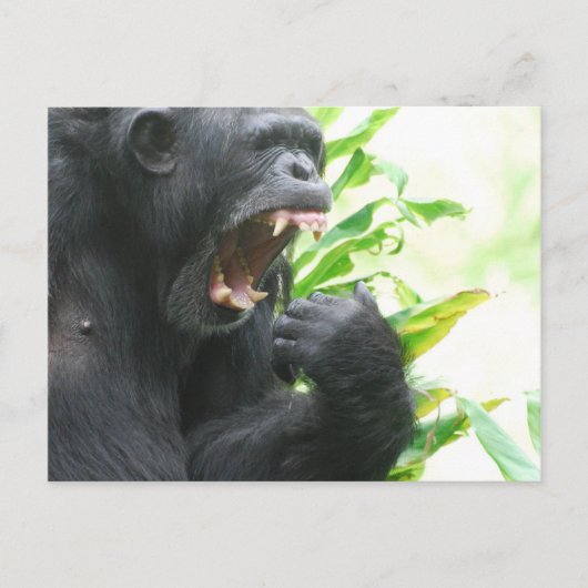 Chimp Fangs Postkarte (Vorderseite)