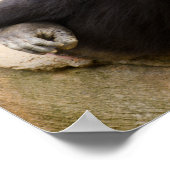 Chimp nur abkühlen poster (Ecke)