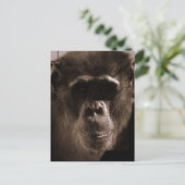 Chimp Postcard Postkarte (Stehend Vorderseite)