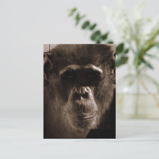 Chimp Postcard Postkarte (Stehend Vorderseite)