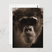 Chimp Postcard Postkarte (Vorne/Hinten)