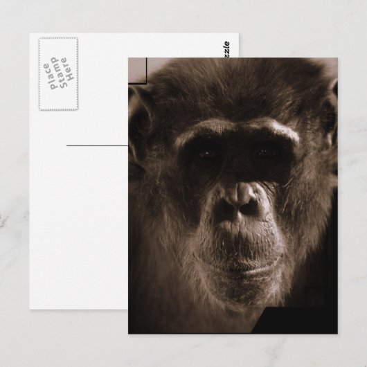Chimp Postcard Postkarte (Vorne/Hinten)