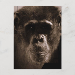 Chimp Postcard Postkarte