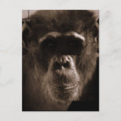 Chimp Postcard Postkarte (Vorderseite)