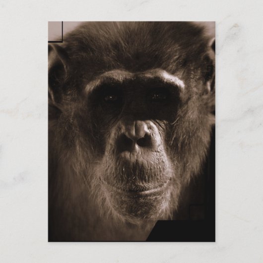 Chimp Postcard Postkarte (Vorderseite)