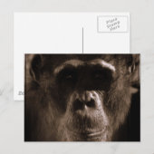 Chimp Postcard Postkarte (Vorne/Hinten)