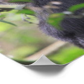 Chimp Poster (Ecke)