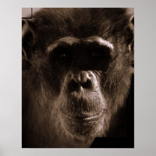 Chimp Poster Print (Vorne)