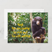 Chimp Spaß Postkarte (Vorne/Hinten)