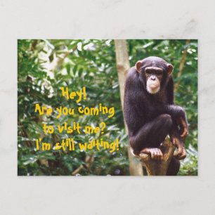 Chimp Spaß Postkarte