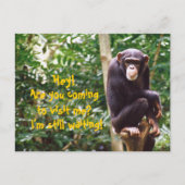 Chimp Spaß Postkarte (Vorderseite)