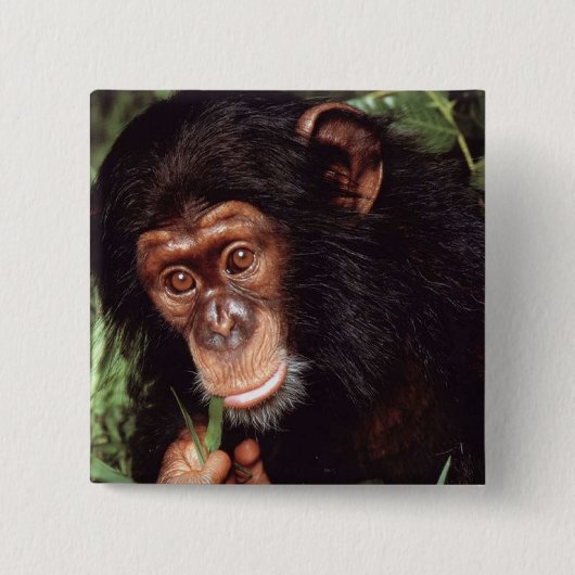 Chimpansee Button (Vorderseite)