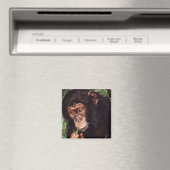 Chimpansee Magnet (In Situ (Geschirrspüler))