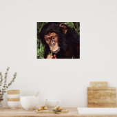Chimpansee Poster (Küche)