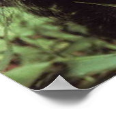 Chimpansee Poster (Ecke)