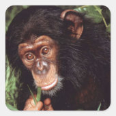 Chimpansee Quadratischer Aufkleber (Vorderseite)