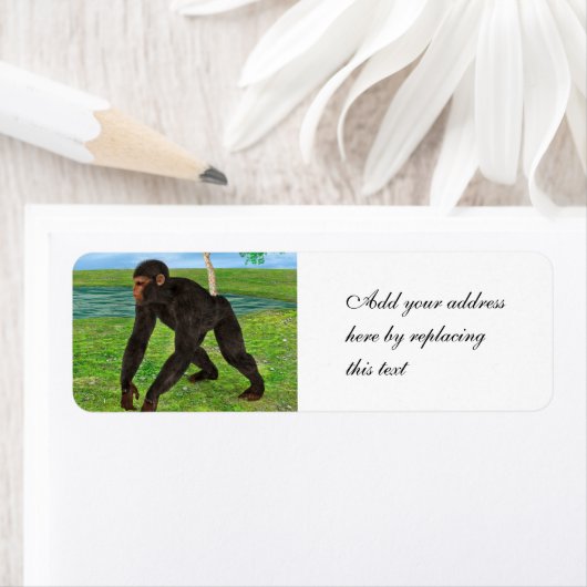 Chimpanzee (Insitu)