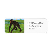Chimpanzee (Vorne)