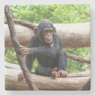 Chimpanzee 001 steinuntersetzer