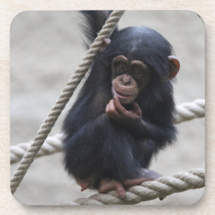 Chimpanzee 030 getränkeuntersetzer