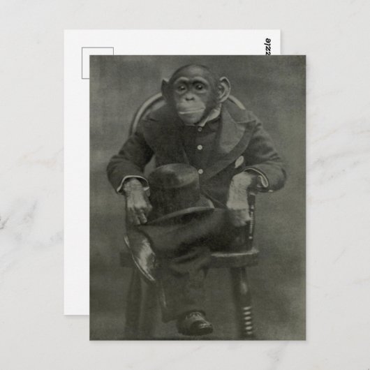 "Chimpanzee Dandy" Postkarte (Vorne/Hinten)