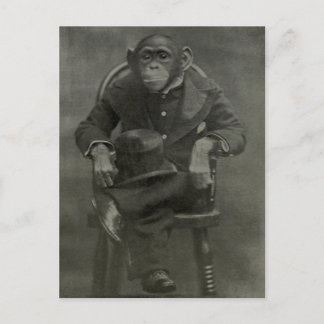 "Chimpanzee Dandy" Postkarte