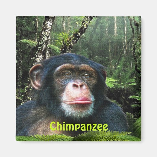 CHIMPANZEE & JUNGLE Primat Wilhelm Tell Magnet (Vorne)