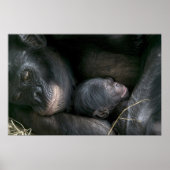 CHIMPANZEE MUTTER UND KIND POSTER (Vorne)