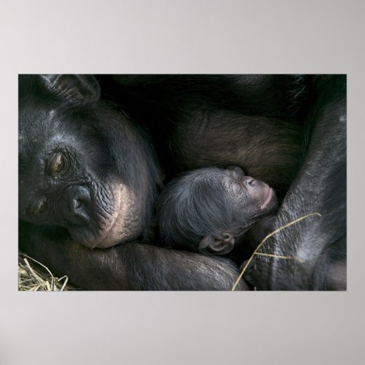 CHIMPANZEE MUTTER UND KIND POSTER (Vorne)