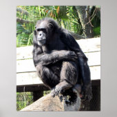 Chimpanzee Poster (Vorne)