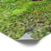 Chimpanzee Poster (Ecke)