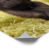 Chimpanzee Poster Print (Ecke)