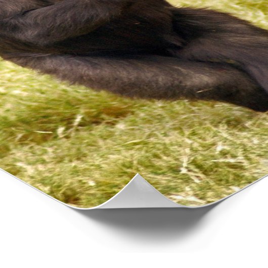 Chimpanzee Poster Print (Ecke)