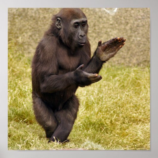 Chimpanzee Poster Print (Vorne)