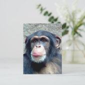 Chimpanzee Postkarte (Stehend Vorderseite)