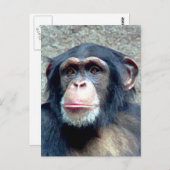 Chimpanzee Postkarte (Vorne/Hinten)