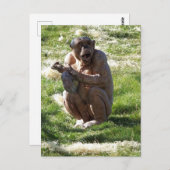 CHIMPANZEE POSTKARTE (Vorne/Hinten)