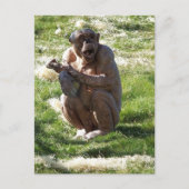CHIMPANZEE POSTKARTE (Vorderseite)