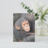 Chimpanzee Postkarte (Stehend Vorderseite)