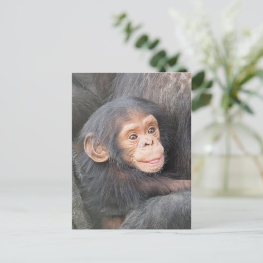 Chimpanzee Postkarte (Stehend Vorderseite)