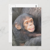 Chimpanzee Postkarte (Vorne/Hinten)