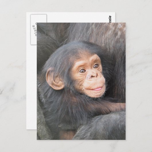 Chimpanzee Postkarte (Vorne/Hinten)
