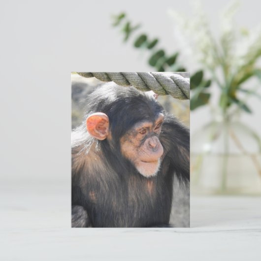 Chimpanzee Postkarte (Stehend Vorderseite)