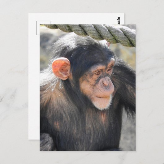 Chimpanzee Postkarte (Vorne/Hinten)