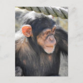 Chimpanzee Postkarte (Vorderseite)