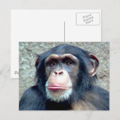 Chimpanzee Postkarte (Vorne/Hinten)